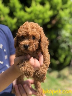 DARK RED TOY POODLE BEBEKLER 2