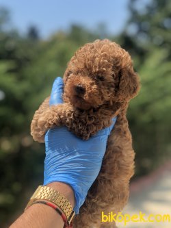 DARK RED TOY POODLE BEBEKLERIMIZ 2