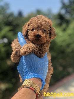 DARK RED TOY POODLE BEBEKLERIMIZ 3