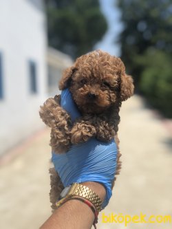 DARK RED TOY POODLE BEBEKLERIMIZ 1