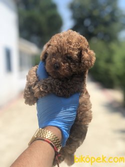 DARK RED TOY POODLE BEBEKLERIMIZ 3