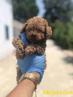 DARK RED TOY POODLE BEBEKLERIMIZ 2