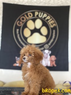 Dark Red Toy Poodle Orjinal Rusya Dan Chipli Pasaportlu 2