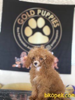 Dark Red Toy Poodle Orjinal Rusya Dan Chipli Pasaportlu 3