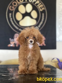 Dark Red Toy Poodle Orjinal Rusya Dan Chipli Pasaportlu 1