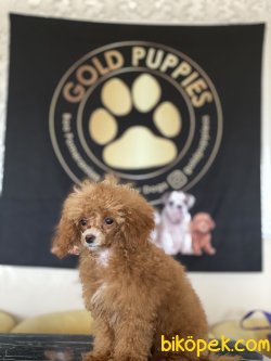 Dark Red Toy Poodle Orjinal Rusya Dan Chipli Pasaportlu 4