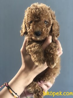 DARK RED TOY POODLE YAVRULARIMIZ 3