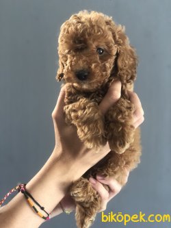 DARK RED TOY POODLE YAVRULARIMIZ 1