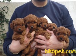 Dark Red Toy Poodle Yavrumuz 4