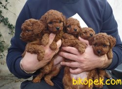 Dark Red Toy Poodle Yavrumuz 5
