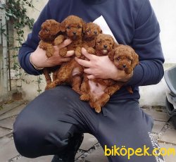 Dark Red Toy Poodle Yavrumuz 1
