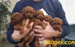Dark Red Toy Poodle Yavrumuz 2