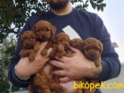 Dark Red Toy Poodle Yavrumuz 3