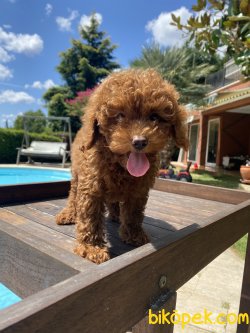 Dark Red Toy Ve Tea Cup Poodle Orjinal 1