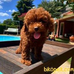 Dark Red Toy Ve Tea Cup Poodle Orjinal 2