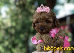 Dark Red Toy Ve Tea Cup Popdle 1