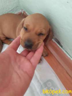 Daschund Yavrular 4
