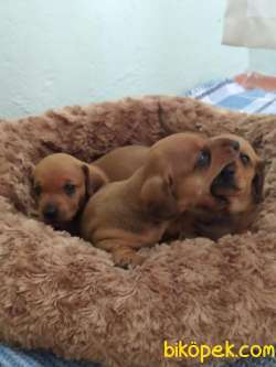 Daschund Yavrular 2