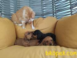 Daschund Yavrular 1