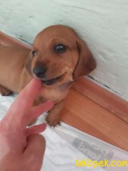 Daschund Yavrular 3
