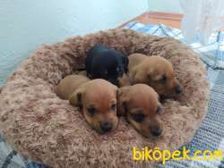 Daschund Yavrular 5