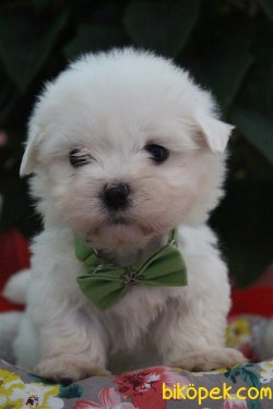 Süper Kalite 0 Numara Maltese Terrier Yavrularımız Geldi 3
