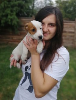 Renk Güzeli Jack Russell Yavrularımız Küçükırk 4