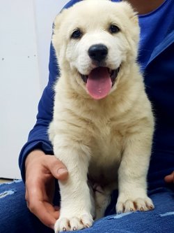 Alabai Yavruları 2