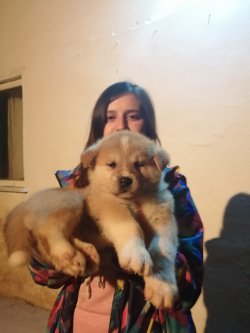 Sahibine Son Derece Sadık Akita İnu Yavrularımız Hachiko 1