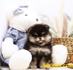 Black-Tan Boo Pomeranian Yavrular 3
