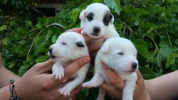 OYUNCU JACK RUSSEL YAVRULARI ÇİFTLİKTEN 3
