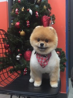 POMERANİAN BOO 3