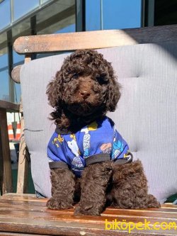 SAFKAN TOY POODLE YAVRULARIMIZ 1