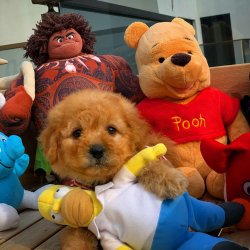 Yeni Gelen Poodle Yavrularımızdan 4