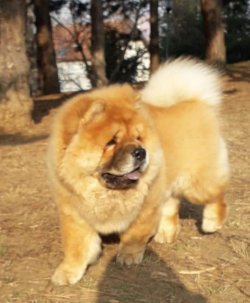 CHOW CHOW YAVRUMUZ 1