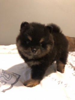 Pomeranian Boo Bebekler 2