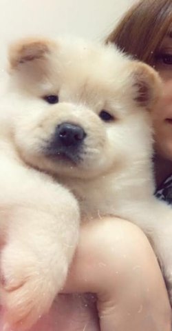 A Kali̇te Satılık Chow Chow Yavrularımız 1