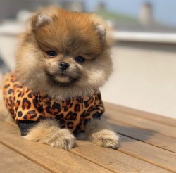 En Güzel PomeranianBoo  Yavruları Için İletişime Geçiniz 1