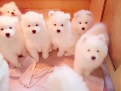 PAMUK GİBİ SAMOYED YAVRULARI 1