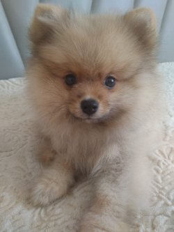 Mükemmel Safkan Irk Garantili Pomeranian Yavrularimiz 5