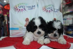 Shih Tzu Yavrumuz 2