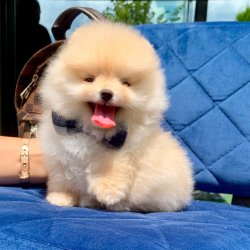 Pomeranian Boo Teddy Bear Yavrular 1