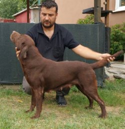 Labrador Yavruları Sizlere Özel 3