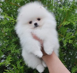 Pomeranian Boo 1