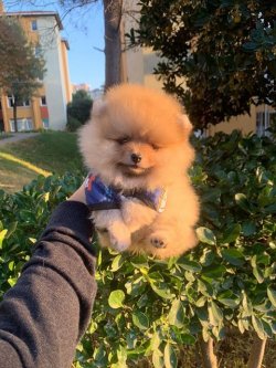 SAFKAN VE SAĞLIKLI POMERANİAN BOO 4