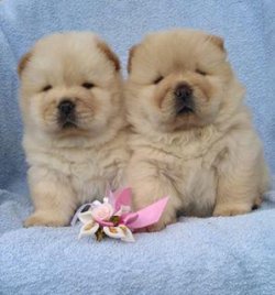 Satılık Chow Chow Yavruları 2