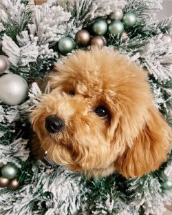 Saf Poodle 2