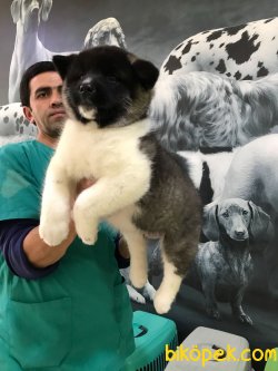 AKITA INU YAVRULARIMIZ 3