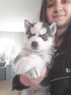 Masmavi Gözlü Husky Yavrularımız 2