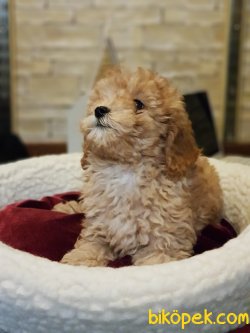 Toy Poodle 2 Aylık Sağlık Ve Irk Garantili 3